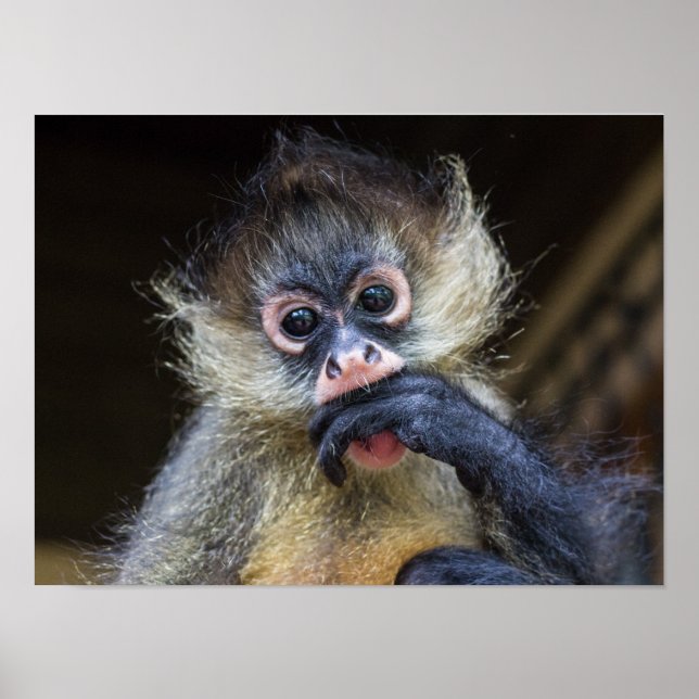 Poster de jazz (Devant)