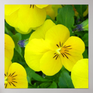 Poster de Johnny Jump Up Imprimer