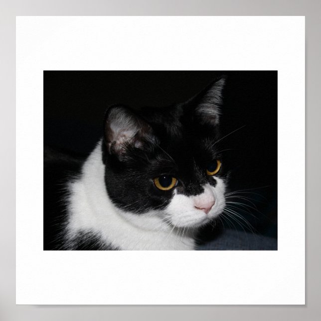 Poster de Joty Kitty (Devant)
