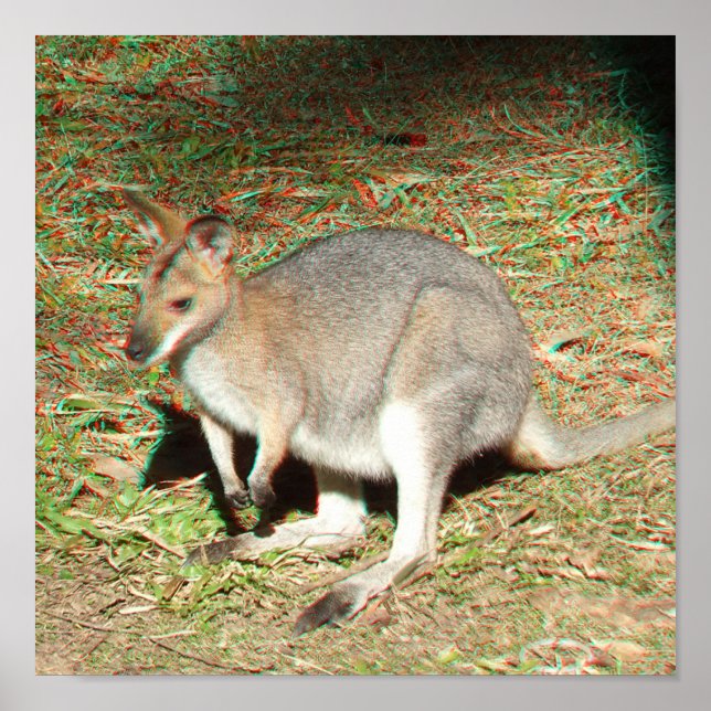 Poster de Kangaroo 3D Anaglyph (Devant)