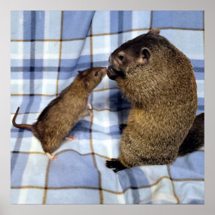 Poster de Koa et Caleb