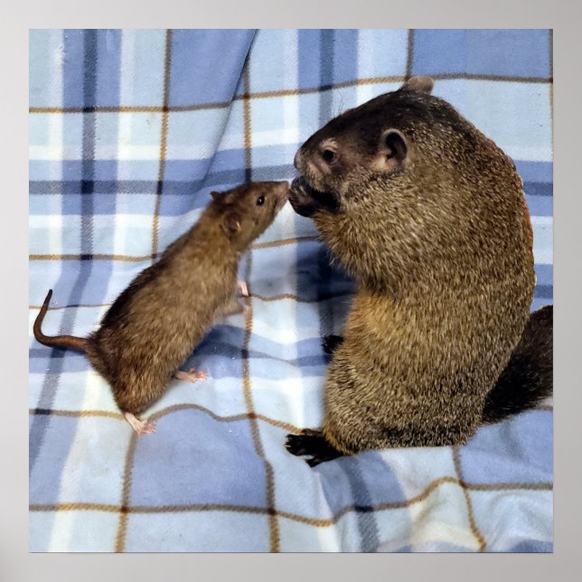 Poster de Koa et Caleb (Devant)