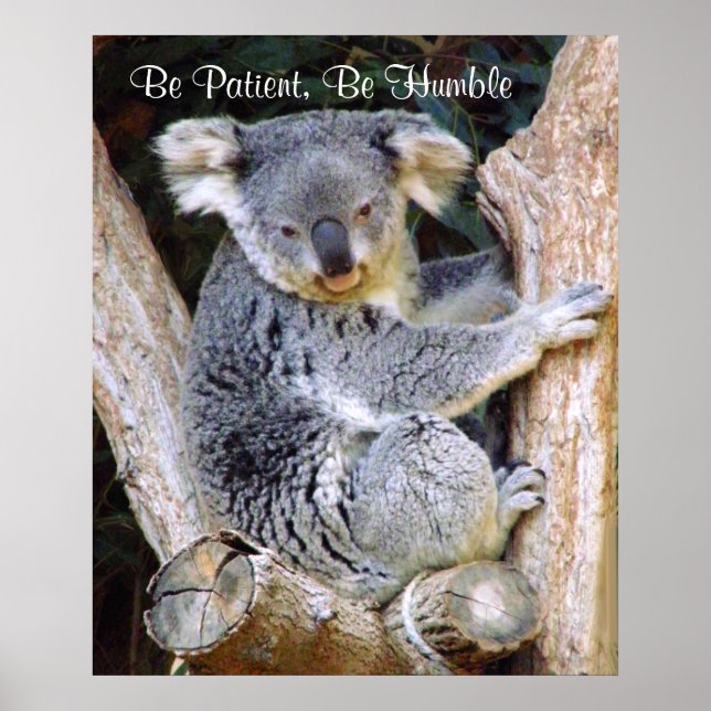 Poster de Koala Bears (Devant)