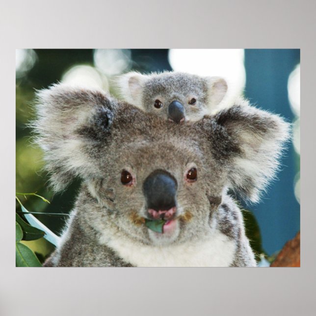 Poster de Koala et de Cub (Devant)