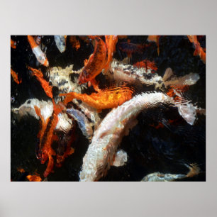 Poster de Koi Carp