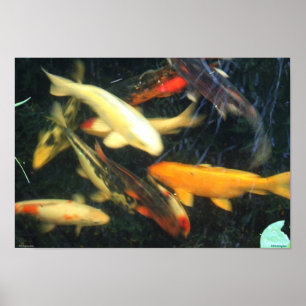 Poster de Koi Impressions