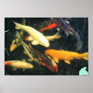 Poster de Koi Impressions