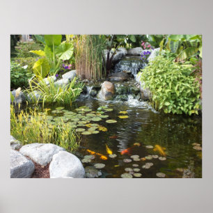 Poster de Koi Pond avec cascade