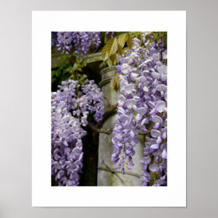 Poster de la bactérie Wisteria