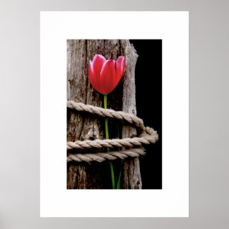 Poster de la beauté prise en otage