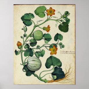 Poster de la Botanique vintage - Squash Citrouille