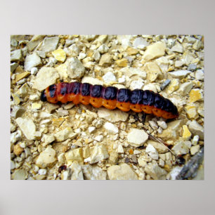 Poster de la Chèvre Moth Caterpillar