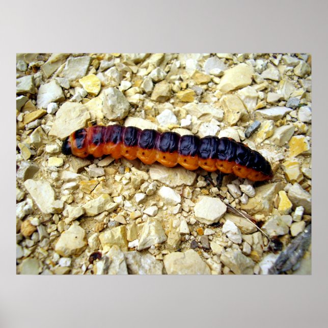 Poster de la Chèvre Moth Caterpillar (Devant)