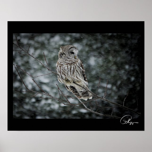 Poster de la Chouette Barred Snow Storm (Devant)