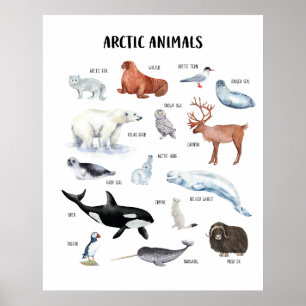 Poster de la classe éducative Arctic Animaux