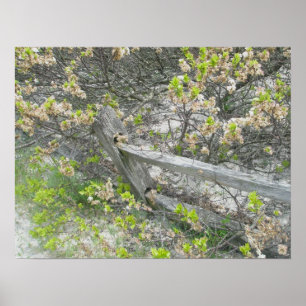 Poster de la clôture contre les dunes IBSP