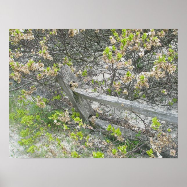 Poster de la clôture contre les dunes IBSP (Devant)