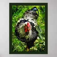 Poster de la cocotte de la Wyandotte en argent Pos