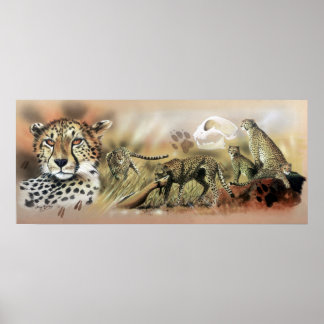 Poster de la collection Cheetah