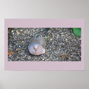Poster de la colombe en deuil