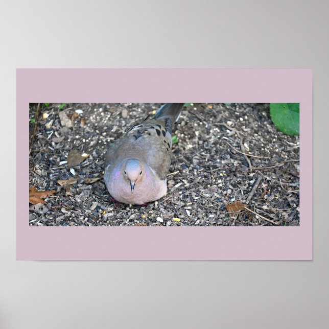 Poster de la colombe en deuil (Devant)