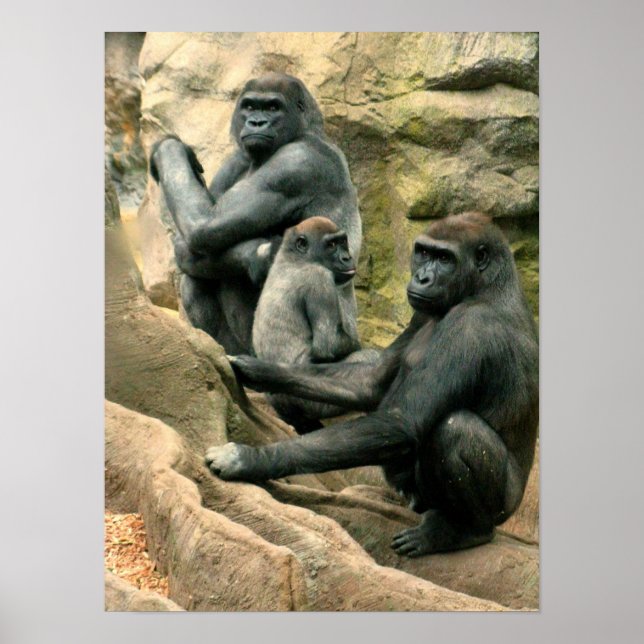 Poster de la famille Gorilla (Devant)