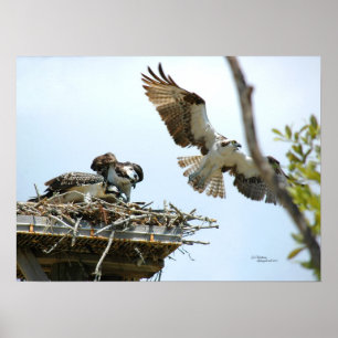 Poster de la famille Osprey