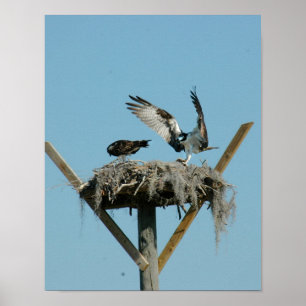 Poster de la famille Osprey bird