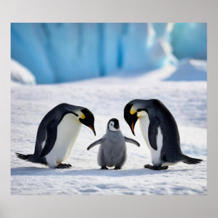 Poster de la famille Penguin