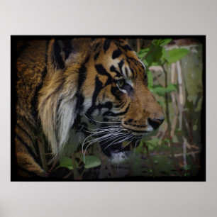 Poster de la faune de Sumatran Tiger Big Cat-Lover