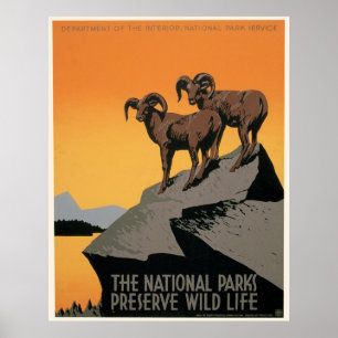 Poster de la faune des parcs nationaux vintages