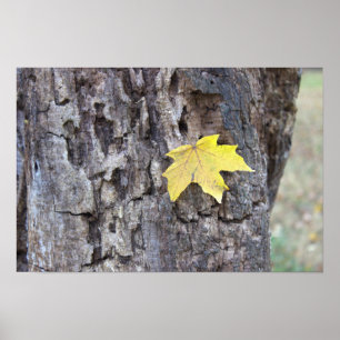 Poster de la feuille jaune sur l'arbre