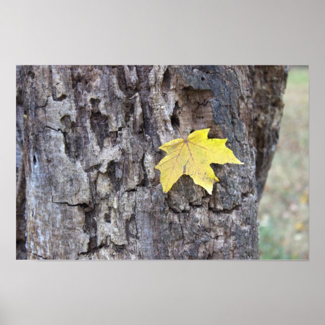 Poster de la feuille jaune sur l'arbre (Devant)