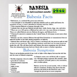 Poster de la fiche d'information Babesia