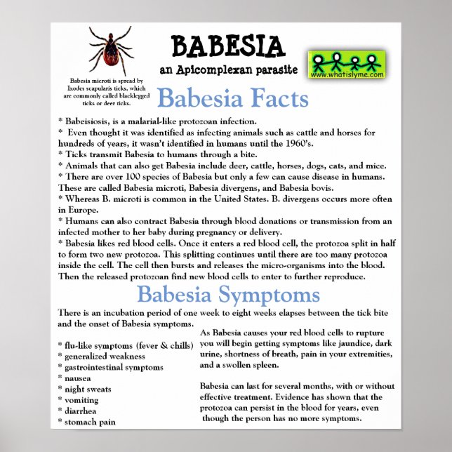 Poster de la fiche d'information Babesia (Devant)