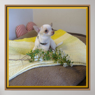 Poster de la Fleur Chihuahua