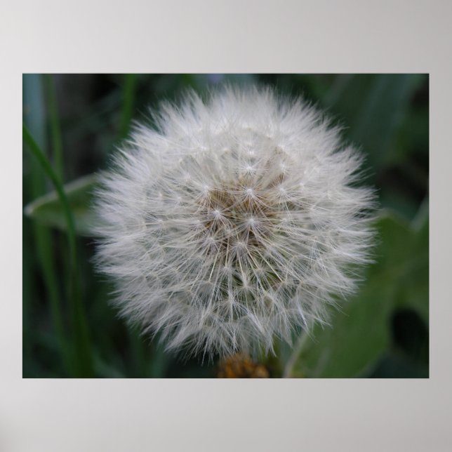 Poster de la fleur de Dandelion (Devant)