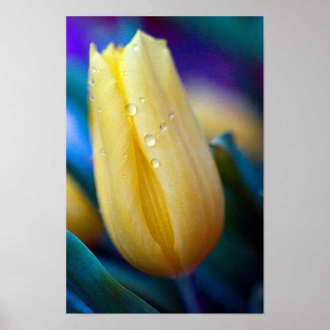 Poster de la fleur de tulipe jaune (Devant)