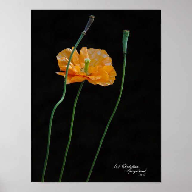Poster de la fleur d'Orange (Devant)