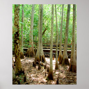 Poster de la forêt de Cypress Arbres du marais