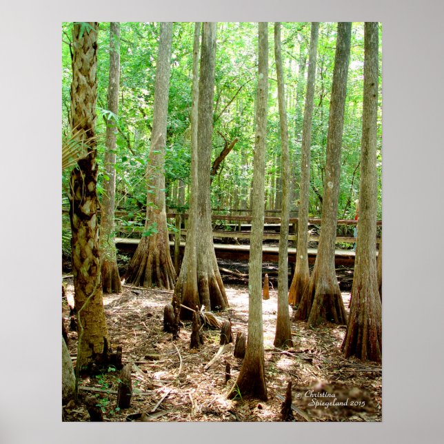 Poster de la forêt de Cypress Arbres du marais (Devant)
