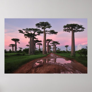 Poster de la forêt de Grandidier Baobab