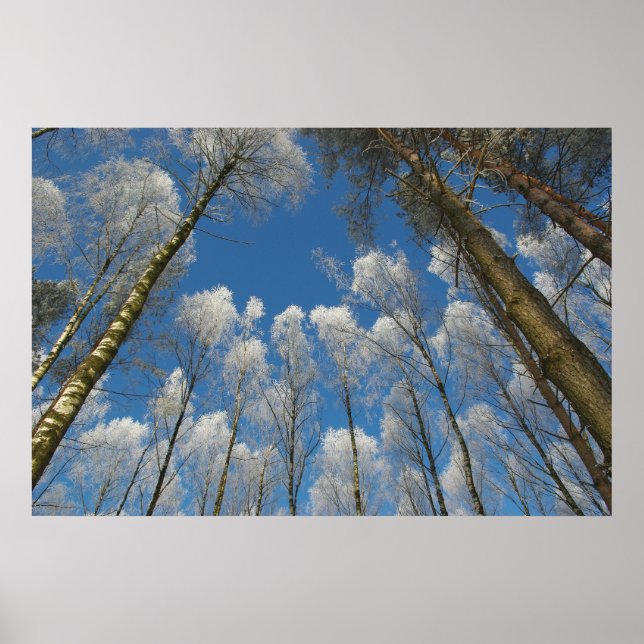 Poster de la forêt gelée (Devant)