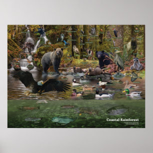 Poster de la forêt tropicale côtière