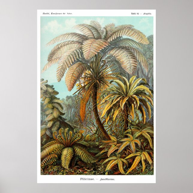 Poster de la fougère des arbres (Devant)