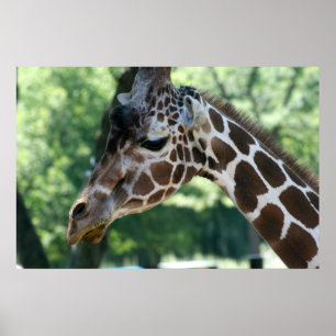 Poster de la Giraffe