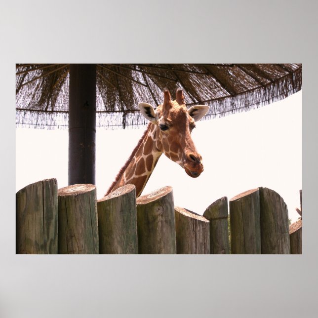 Poster de la Giraffe (Devant)