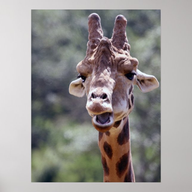 Poster de la Giraffe (Devant)