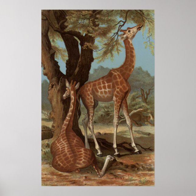 Poster de la Giraffe africaine (Devant)