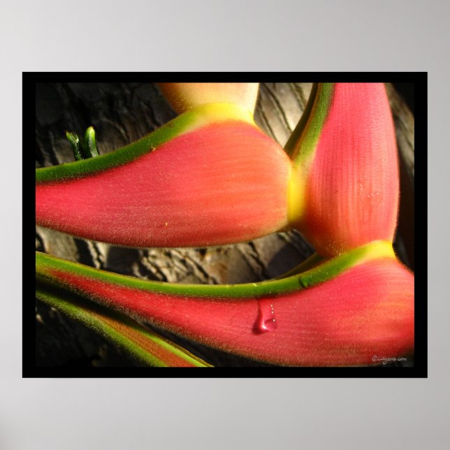 Poster de la Heliconia rose Hot Imprimer (Devant)